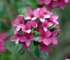 Show product details for Daphne cneorum Eximia